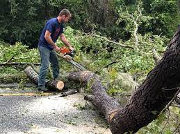How Our Tree Care Process Works  in  Chatsworth, IL