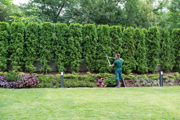Best Tree and Shrub Care  in Chatsworth, IL