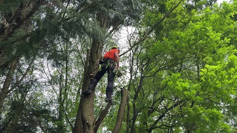 Best Tree Health Inspection  in Chatsworth, IL